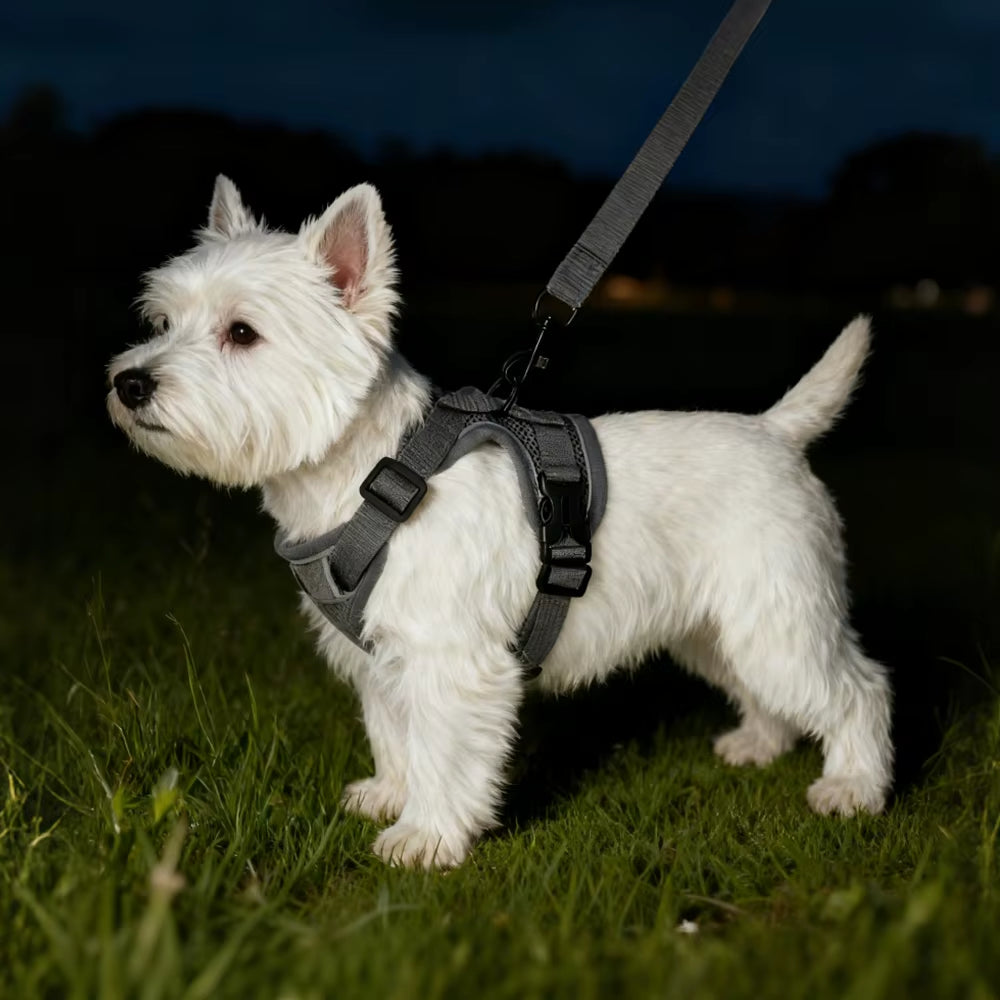 Pet Harness and Leash Set Reflective Walking Puppy Vest Chest Strap for Small Dogs Cats Breathable Outdoor Harnesses with D-Ring